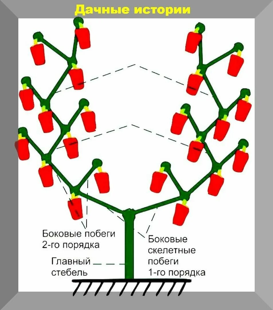 Коронный цветок у перца где находится. Формировка перца. Схема формировки перца. Схема формировки сладкого перца. Коронный цветок у перца.