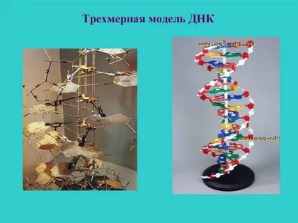 Кто предложил модель днк