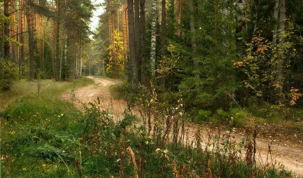 Дождь заливал лес на опушке. Лесная дорога. Опушка леса. Тропинка в Сосновом лесу. Тропинка в дремучем лесу.