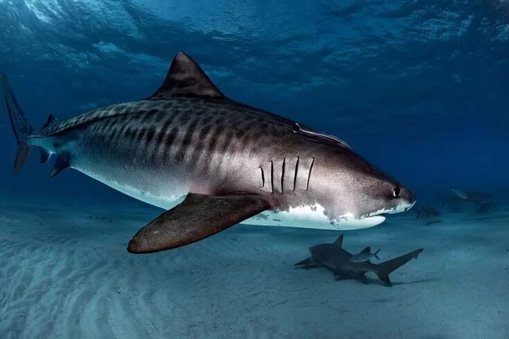 Pangeen Shark photos, Shark, Shark pictures