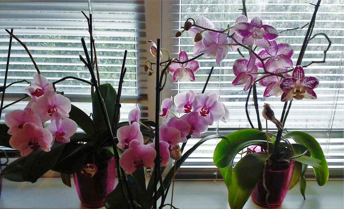 Орхидеи на подоконнике. Орхидея фаленопсис на подоконнике. Фаленопсисы на подоконнике. Красивые орхидеи на подоконнике. Орхидеи нельзя держать дома