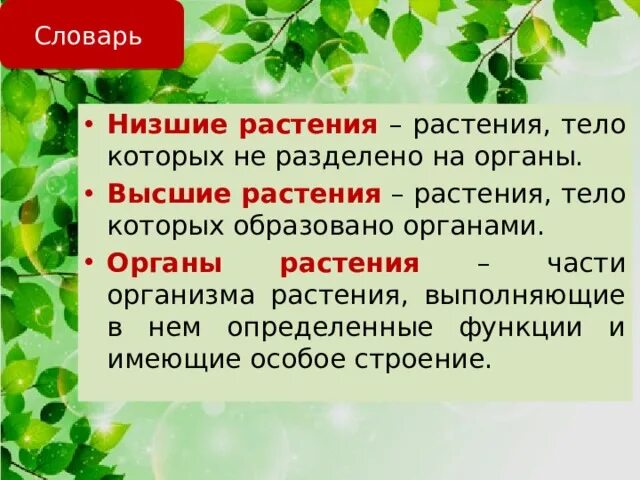 Дайте общую характеристику низшим растениям. Низшие растения. Высшие и низшие растения. Низшие растения представители. Высшие и низшие растения определение.