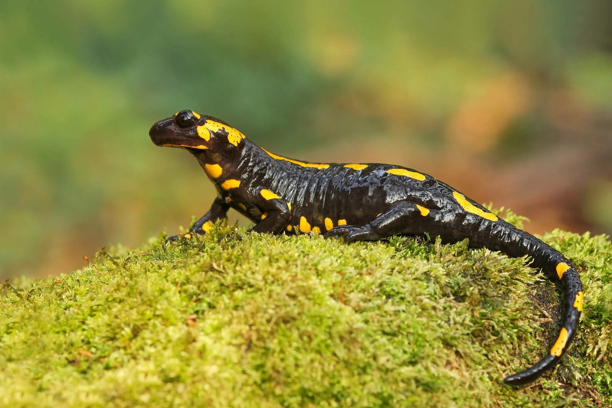 Огненная ящерица. Огненная саламандра. Огненная саламандра Salamandra Salamandra. Огненная саламандра амфибия. Тритон Огненная саламандра.