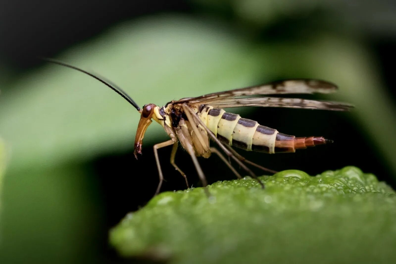 пчела-плотник xylocopa valga. крупнейшее летающее насекомое. шершень дыбовского черный шершень. крупнейшее летающее насекомое. тарантуловый ястреб.