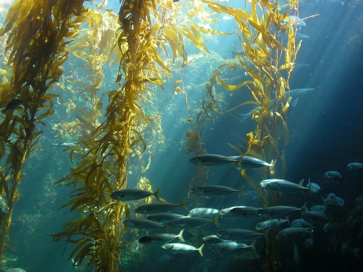 Ламинария автотроф. Морские водоросли ламинария. Бурые водоросли ламинария. Саргассово море водоросли саргассум. Морской ламинария бурая водоросль.