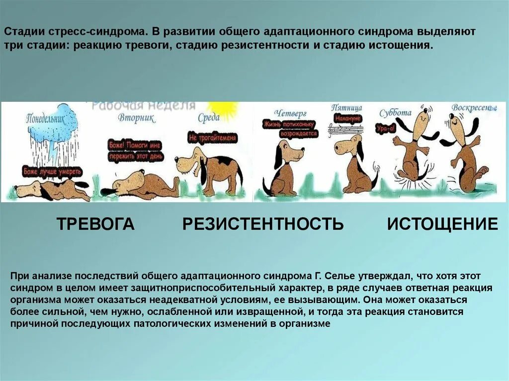 3 Стадии общего адаптационного синдрома по г.Селье. Стадия резистентности общего адаптационного синдрома. Стадий общего адаптационного синдрома (г. Селье). Первая стадия адаптационного синдрома при стрессе.