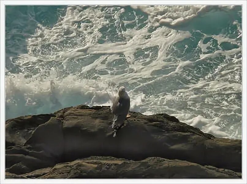 Это грусть. Одинокая лодка в море. Чайки фото. Печальная чайка. Кружат.