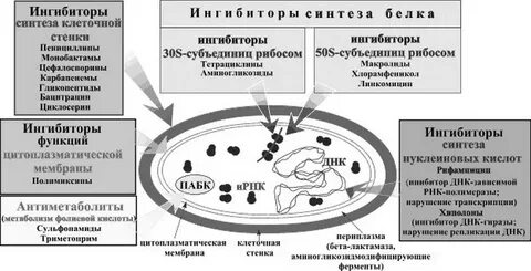 Ингибируют синтез клеточной стенки бактерий