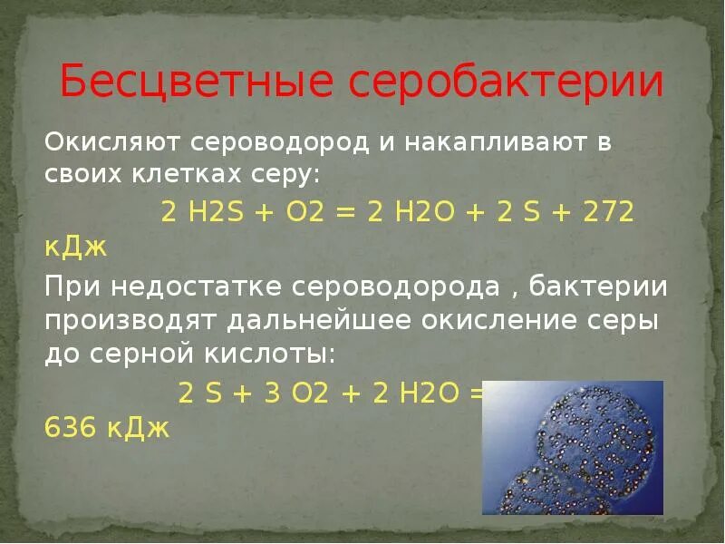 Серобактерии. Серобактерии окисляют сероводород. Бесцветные серобактерии. Окисление серобактерий.