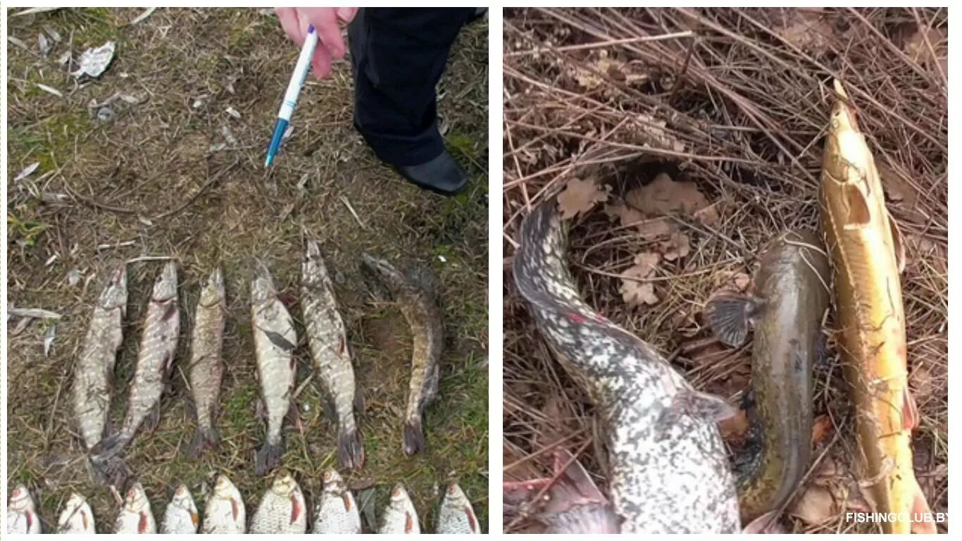 ловить острогой