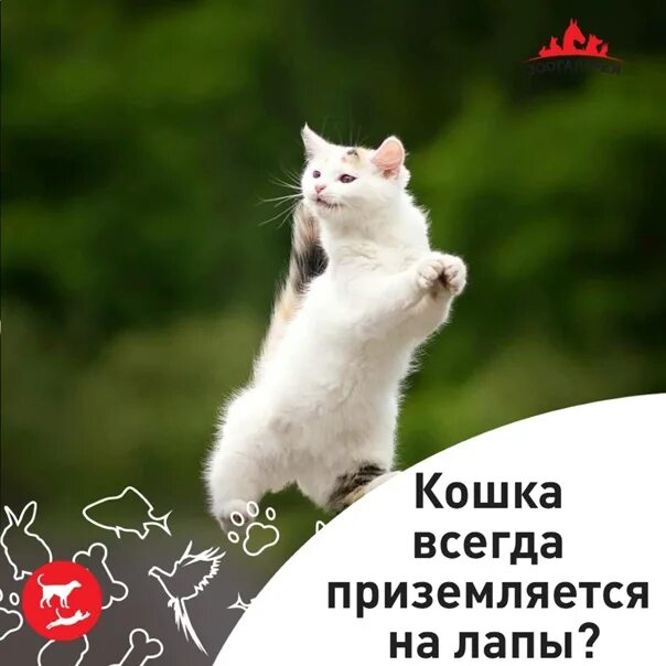 Кошка приземляется на 4 лапы. Почему кошки всегда приземляются на лапы. все кошки приземляются на лапы.