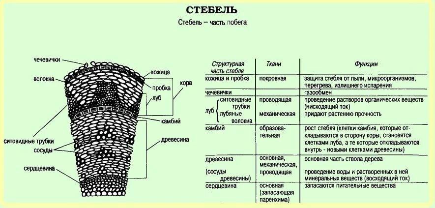 Слой особенности строения функции. Строение древесного стебля и функции. внутреннее строение стебля кора ткань. внутреннее строение стебля и функции каждого слоя. строение древесного стебля таблица.