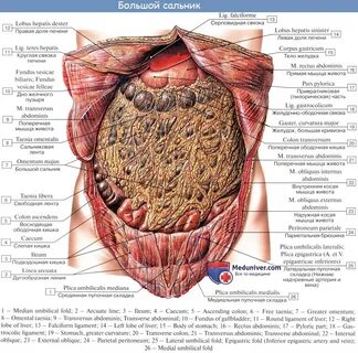 У женщин не герметичная брюшная полость