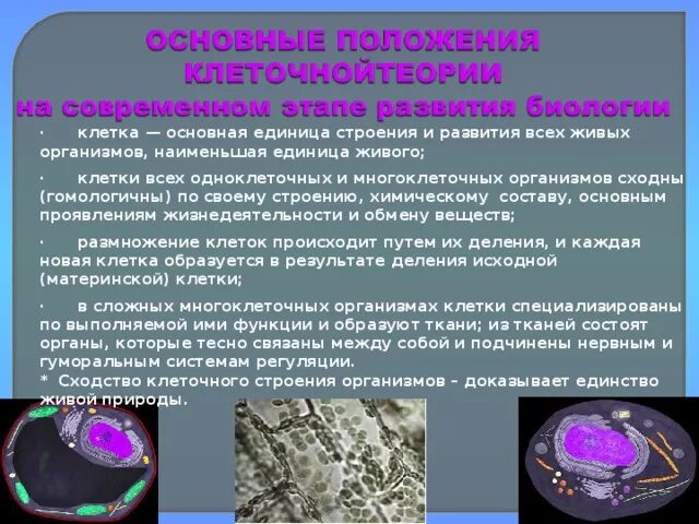 Современная теория строения. Клеточная теория строения организмов. Основные этапы клеточной теории. Клеточная теория строения организмов современное состояние. Клетка клеточная теория строения организмов.