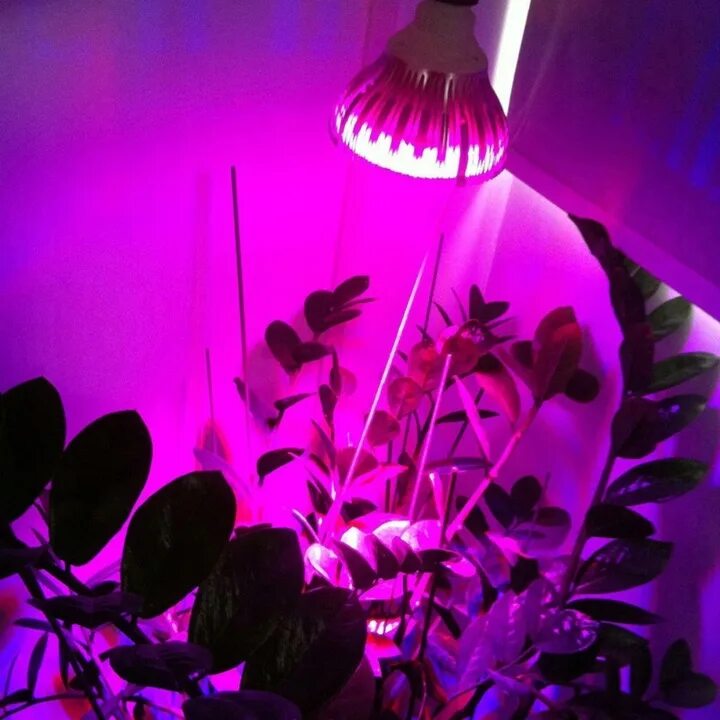 Розовая лампа для растений для чего. Фитолампа led grow Light. Светильник для фитолампы е27. Фитолампа Эра-12w. Фитолампа Гелиос-15.