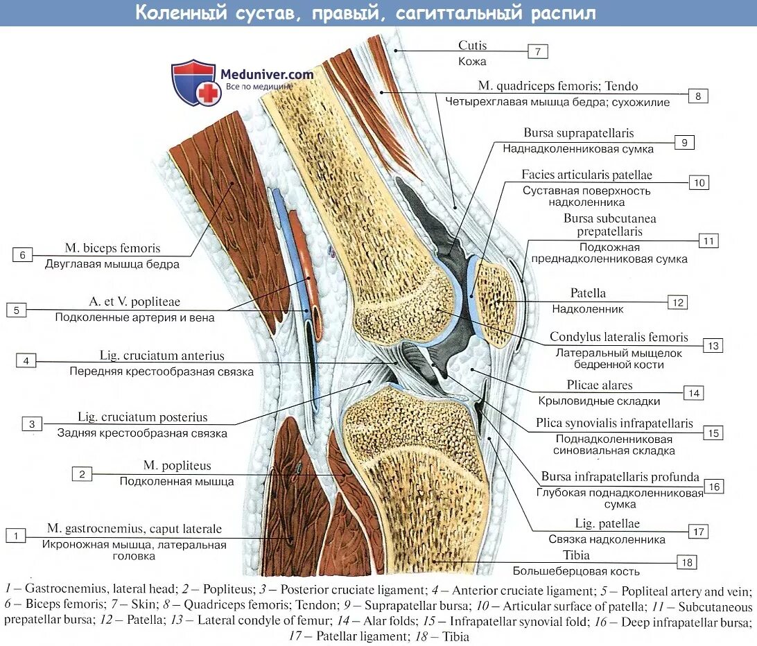 Мышцы коленного сустава топографическая анатомия. Строение колена сбоку. Сухожилия коленного сустава анатомия. Коленный сустав связки и сухожилия анатомия. В правое колено долили слой