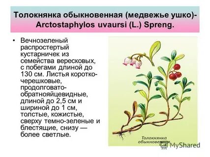 Толокнянка применение