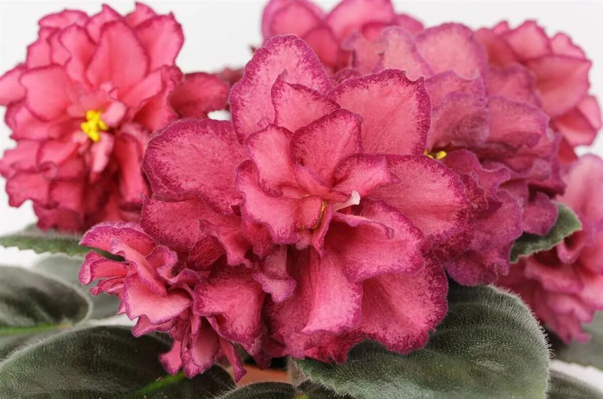 ав-роскошь. фиалка ав роскошь. фиалка ле золотая роскошь. сорт фиалки ав роскошь. сорт фиалки роскошь.