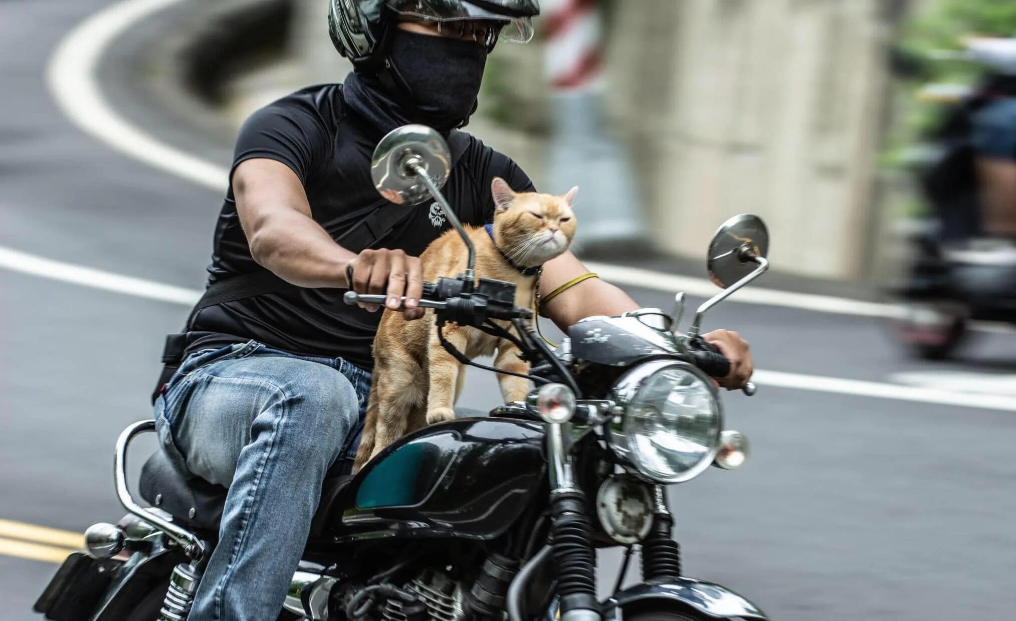 Байкеры мотоциклисты. Байкер на мотоцикле. Мужик на мотоцикле. Крутой байкер. Кот на мотоцикле.
