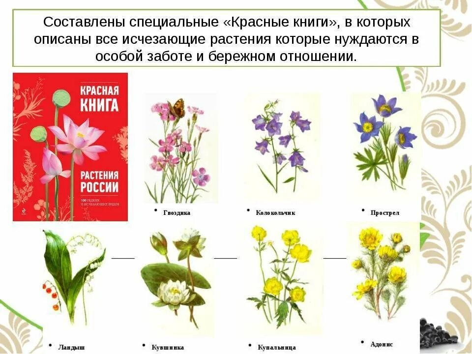 Картинки ВСЕМИРНАЯ КРАСНАЯ КНИГА РАСТЕНИЯ