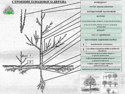 Строение плодового
