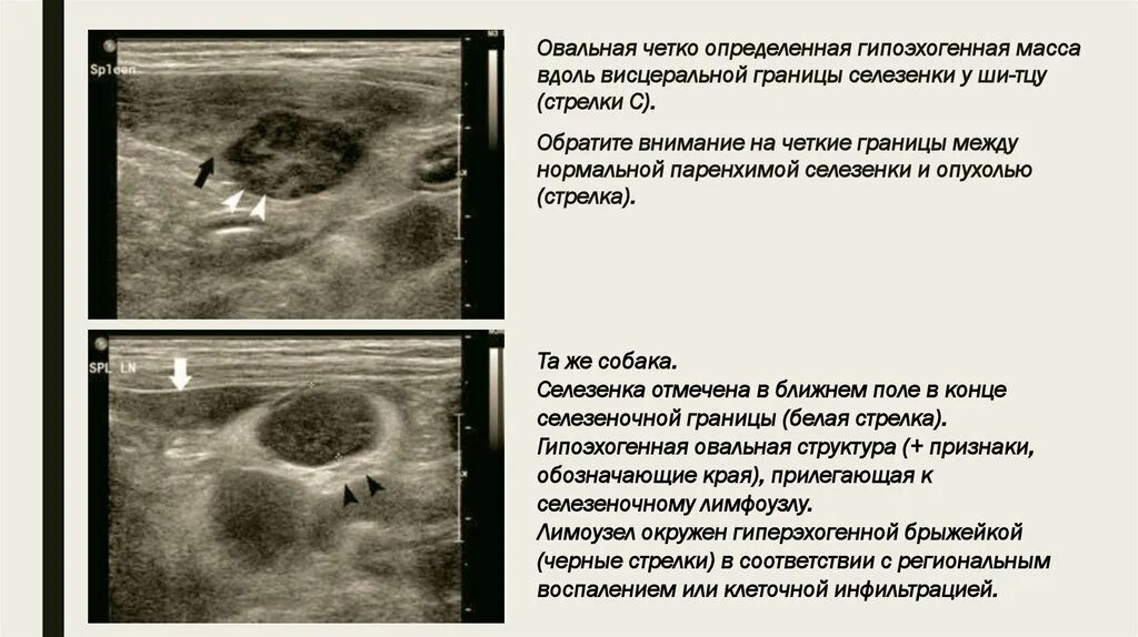 Узи печени собаки. Нодулярная гиперплазия селезенки УЗИ. Новообразования паренхимы селезенки собаки. Новообразование в селезенке у собаки.