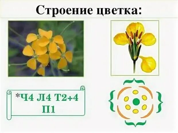 Формулу цветка ч4л4т4 2п1 имеют. Диаграмма цветка дикой редьки. Крестоцветные строение цветка формула. Строение цветка формула цветка семейства крестоцветников. Диаграмма крестоцветных цветков.