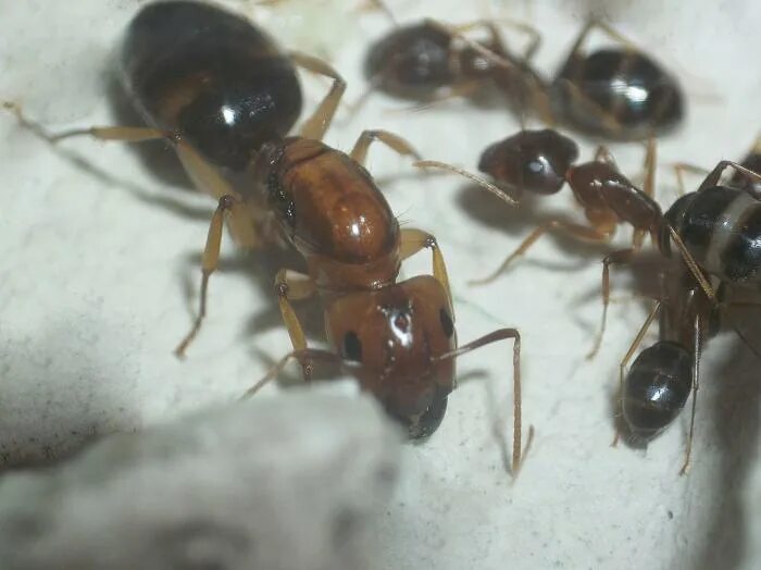 Lasius queens Clases de hormigas, Hormiguero casero, Hormigas manualidades