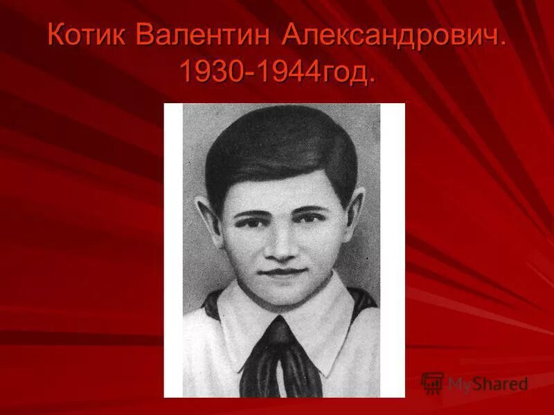 герои великой отечественной котик