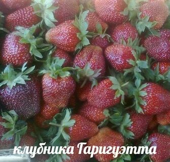 Клубника гаригуэтта