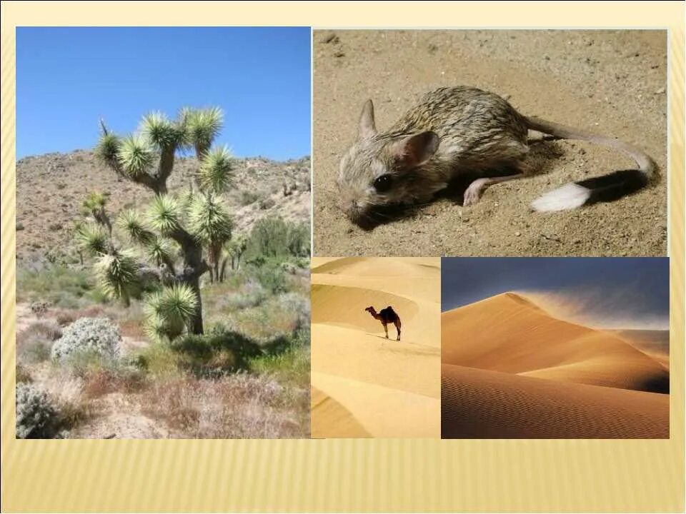 Natural zones. Животные пустынь коллаж. Природные зоны земли лес и животные пустыня и растения фото. T1 natural Zone.