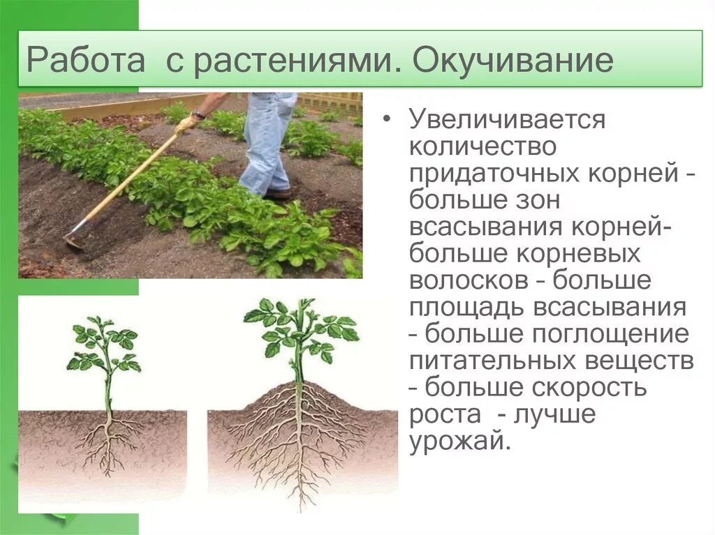 Типы агротехнических приемов. Пикировка окучивание биология. Окучивание картофеля биология. Агроприем для картофеля окучивание. Окучивание картофеля корни.