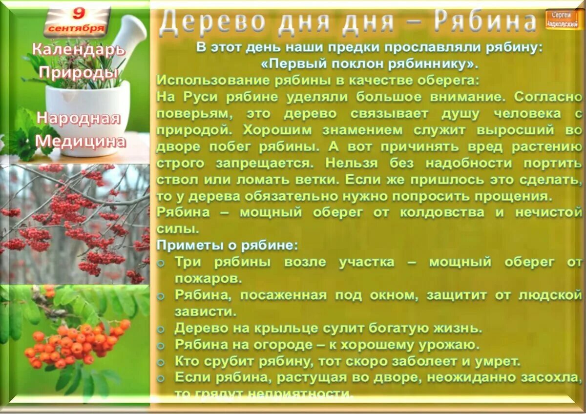 9 сентября значение. Если много рябины приметы. два пимена 9 сентября народный календарь. анфиса рябинница 9 сентября. день пимена 9 сентября.