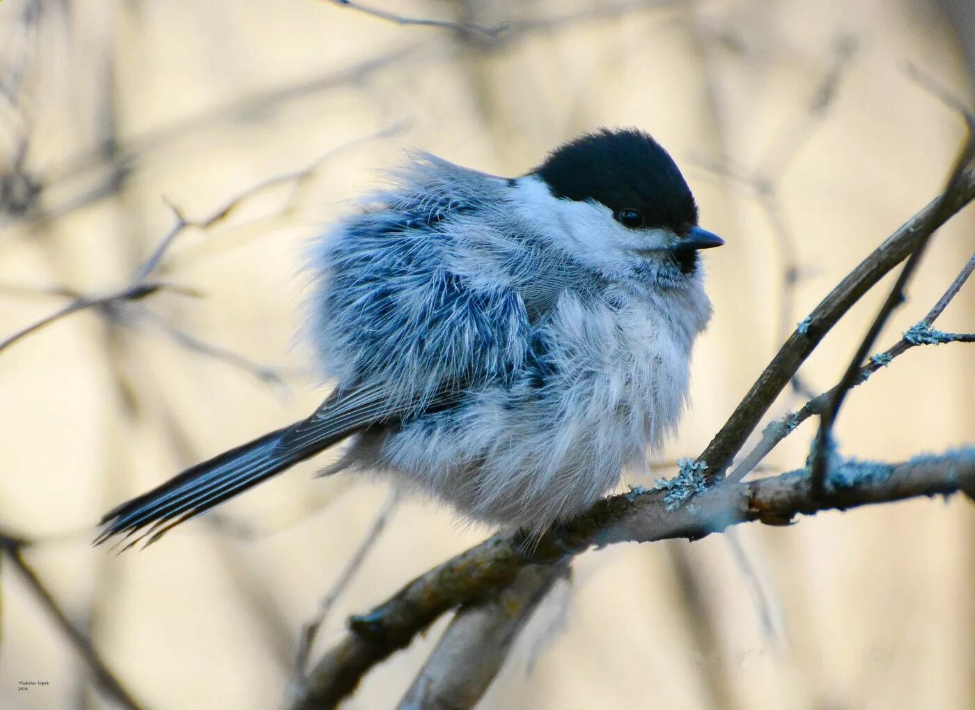 При низких температурах воздуха птицы распушают перья. Буроголовая гаичка. Синица буроголовая гаичка. Буроголовая гаичка, или пухляк. Синица гаичка пухляк.