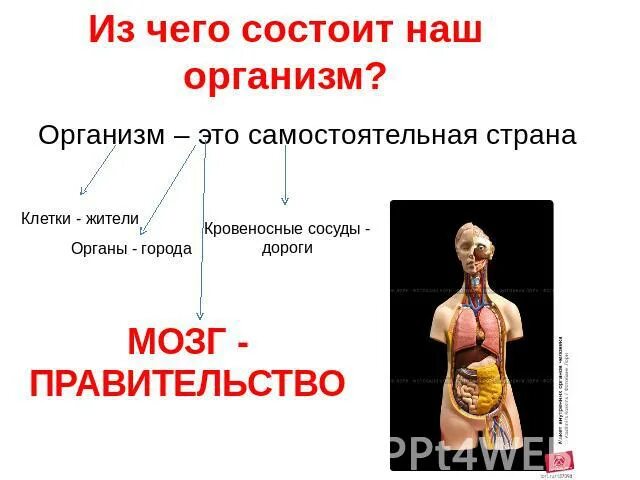 Презентация как работает наш организм 3 класс. Из чего состоит организм. Как устроен наш организм. Из чего состоит тело человека. Из чего состоит наш организм.