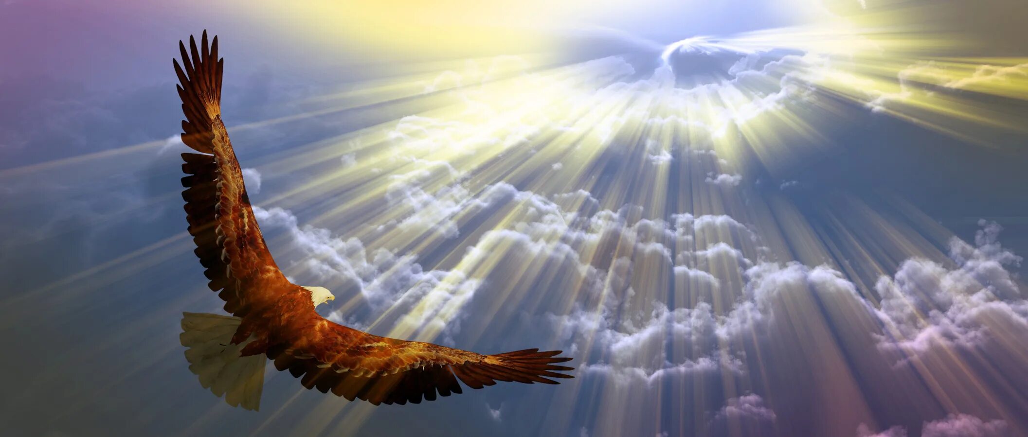 Орел в облаках 6 букв. Орел парящий в небе. Орел в небе. Орел в полете. Орел в небе солнце.