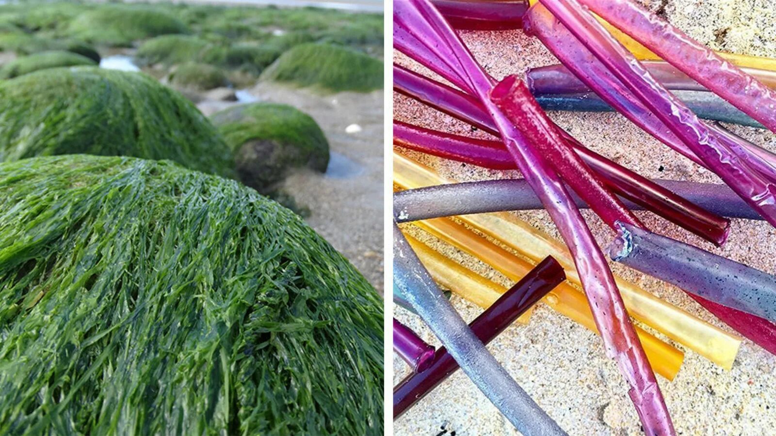 Трубочки из водорослей. Пластик из водорослей. LOLIWARE – Соломинки из водорослей. Морские водоросли в трубочках.