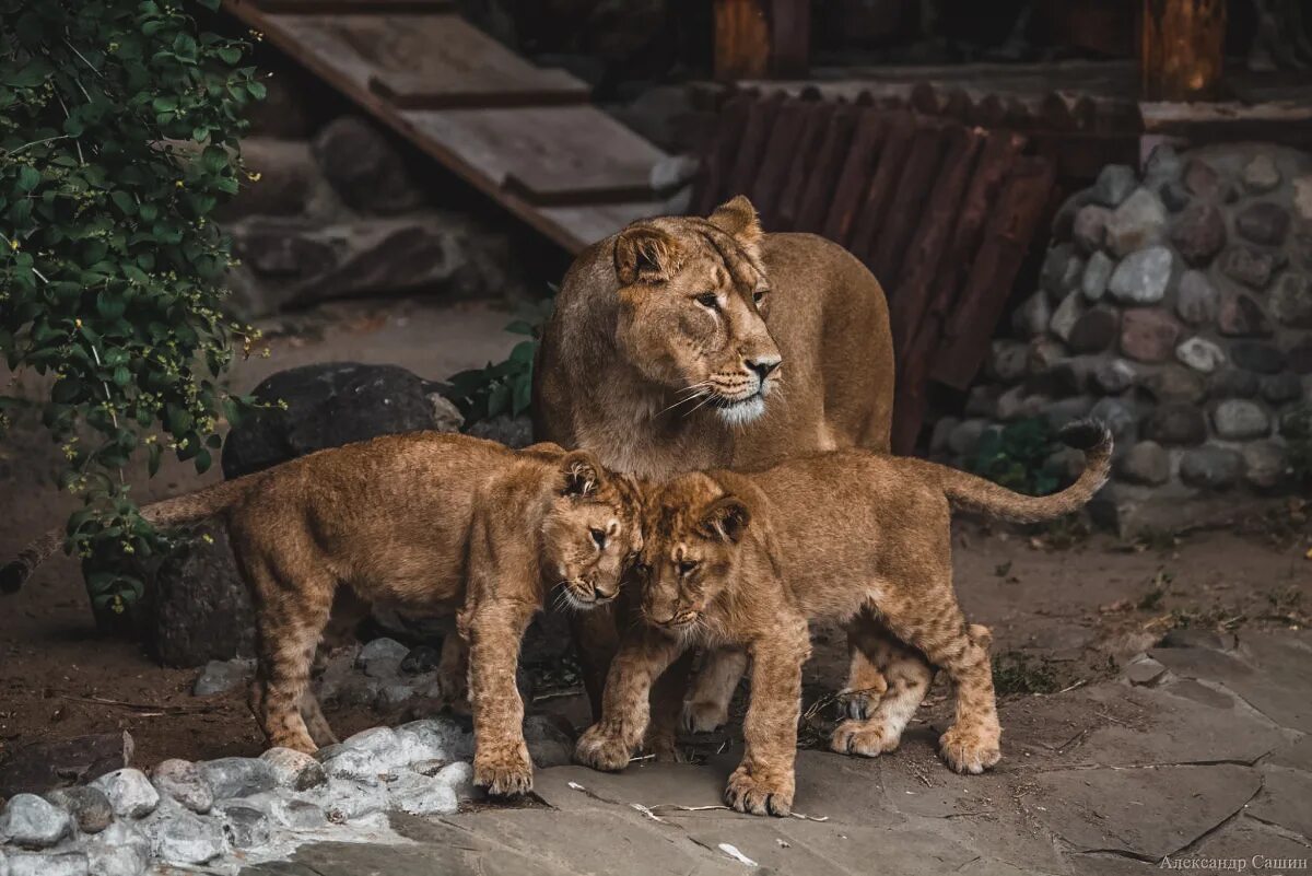 Московский зоопарк до скольки. Московский зоопарк Moscow Zoo. Московский зоопарк 2022. Зоосад Московского зоопарка. Звери Московского зоопарка.