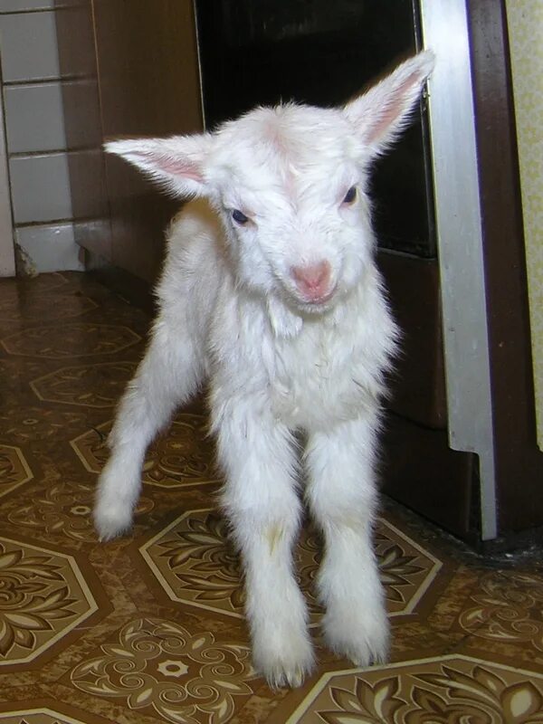 белая коза. алиса козлик краснодар. алиса коза. коза алиса коза алиса. болгарская белая молочная коза.