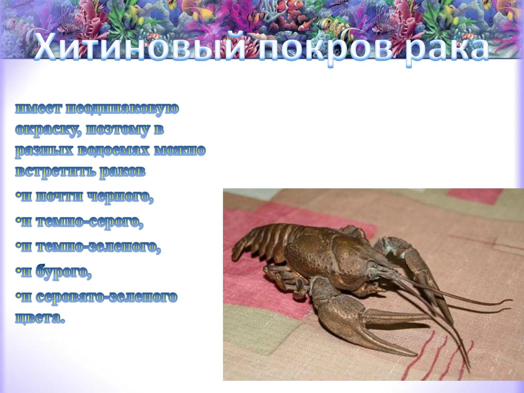 Из чего состоит покров ракообразных. Хитиновый покров. покров ракообразных. класс ракообразные покров. цвет хитинового покрова у ракообразных.
