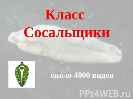 Около 4000