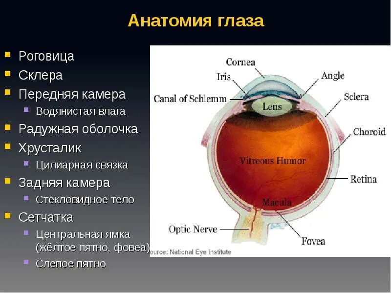 Строение человеческого глаза. Строение человеческого глаза. Передняя камера глаза что это. Передняя камера глаза что это. Задняя камера глаза.