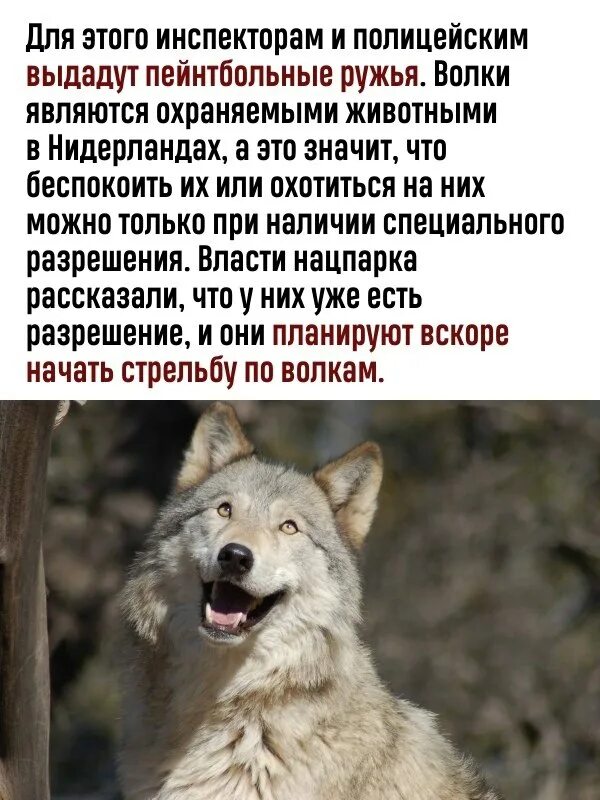 Сколько Волков в России. Волки насколько они опасны. Сколько Волков на картинке правильный ответ. Проблемы овец волка не волнуют.