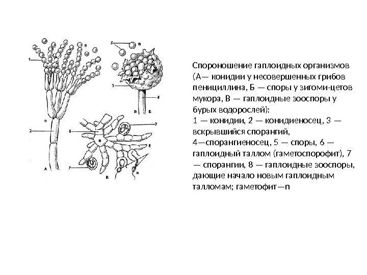 Спороношение это. Пенициллин гриб строение конидиеносец. Строение грибов конидии. Строение конидий. Спороношение конидии у пеницилла.