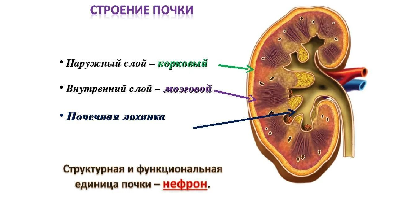 Почках и в головном мозге. Строение почки слои. Корковый слой и мозговой слой почки. Корковый слой почки строение. Слои коркового вещества почки.