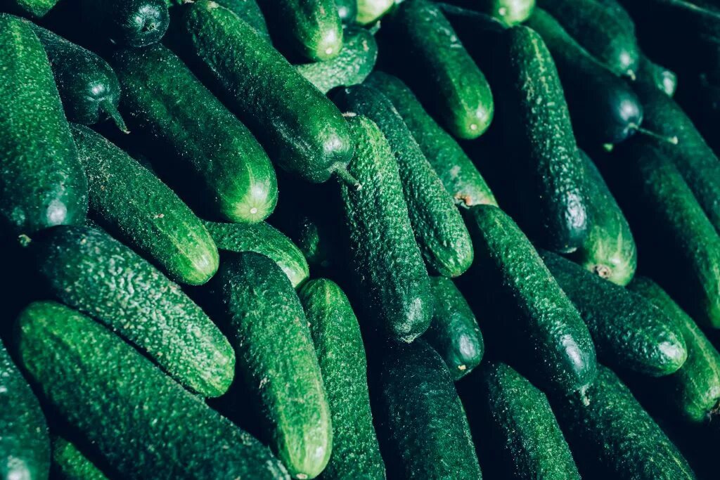 огурец кураж гавриш. семена огурца кураж. огурец кураж гавриш 100 шт. огурец кураж седек. семена огурец кураж f1.