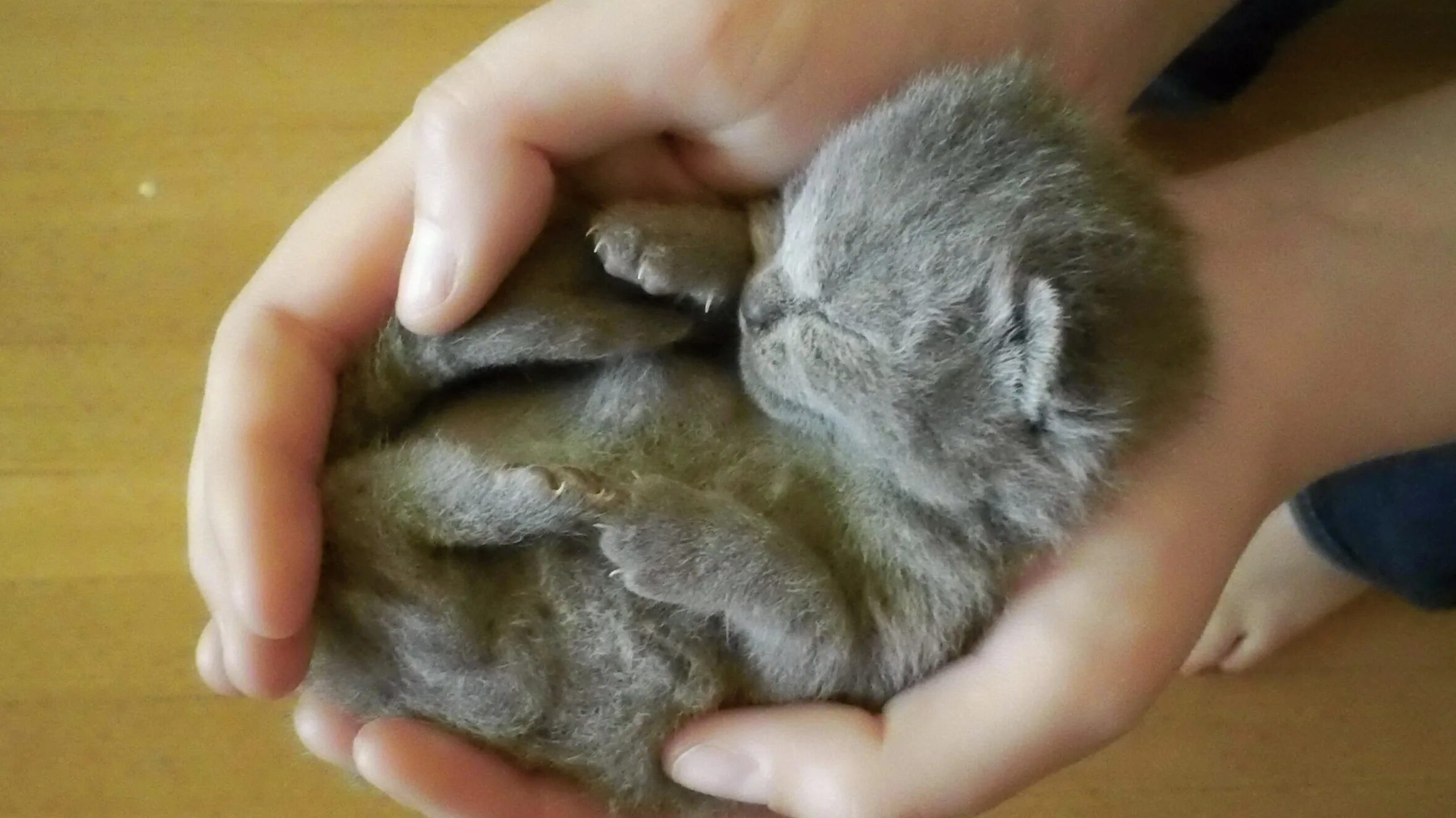 Котенок 17 дней. Настоящие кошки маленькие. Новорожденный котенок британец. Настоящих котят. Котенок 17 дней.