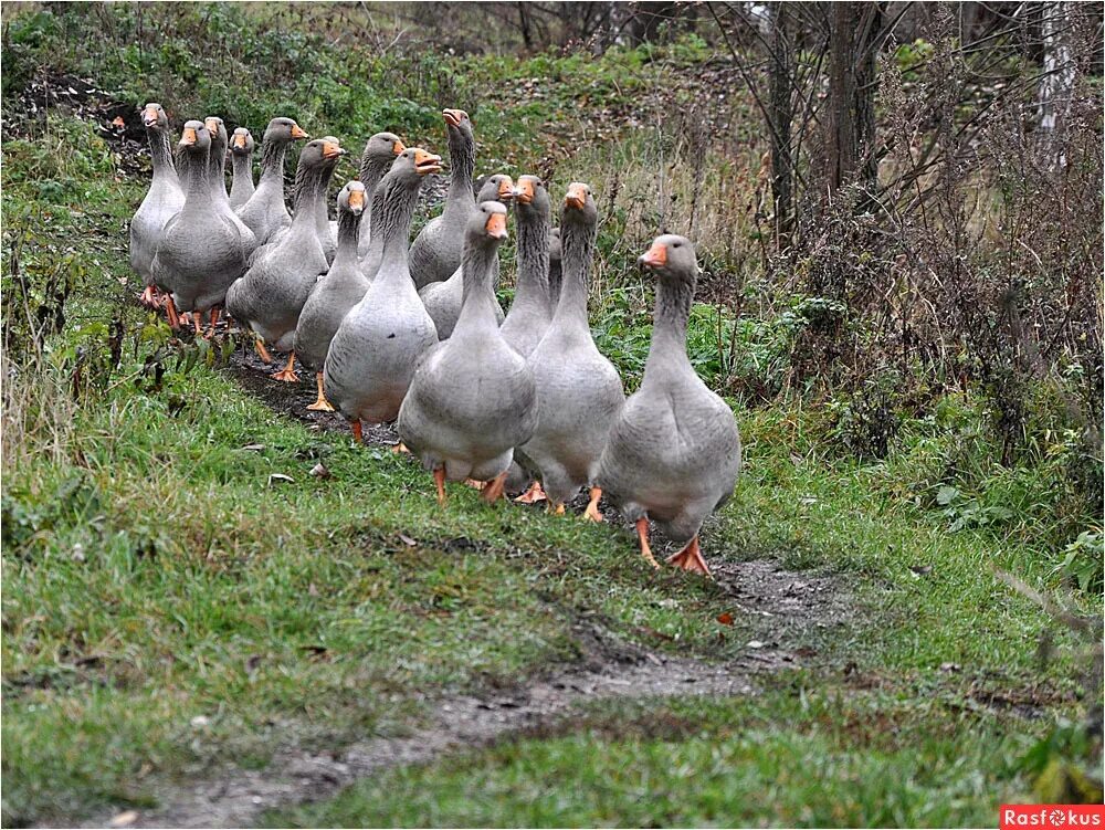 Гуси ходят гуськом. Гуси. Идти гуськом. Гуси на племя. Гуси гуляют.
