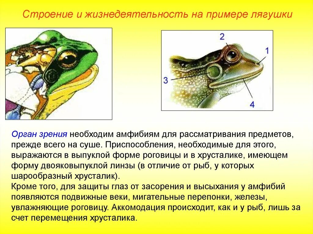 Земноводные веки и слезные железы. Строение органа зрения лягушки. Строение органа слуха земноводных ЕГЭ. Строение глаза земноводных.