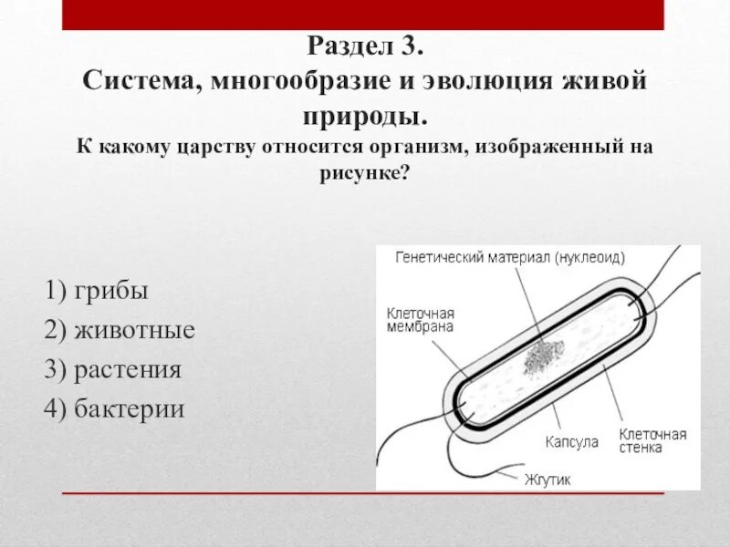 Какому царству принадлежит данная клетка. К какому царству относится организм изображенный на рисунке. К каким царствам относятся организмы. К какому царству относятся изображенные организмы. К какому царству относят бактерии.